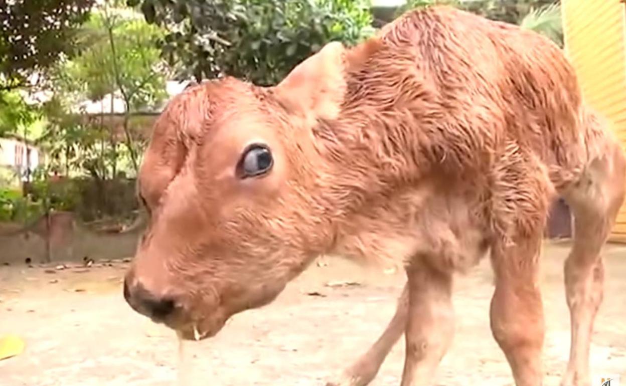 Nace un ternero con dos cabezas en India El Comercio Diario de Asturias